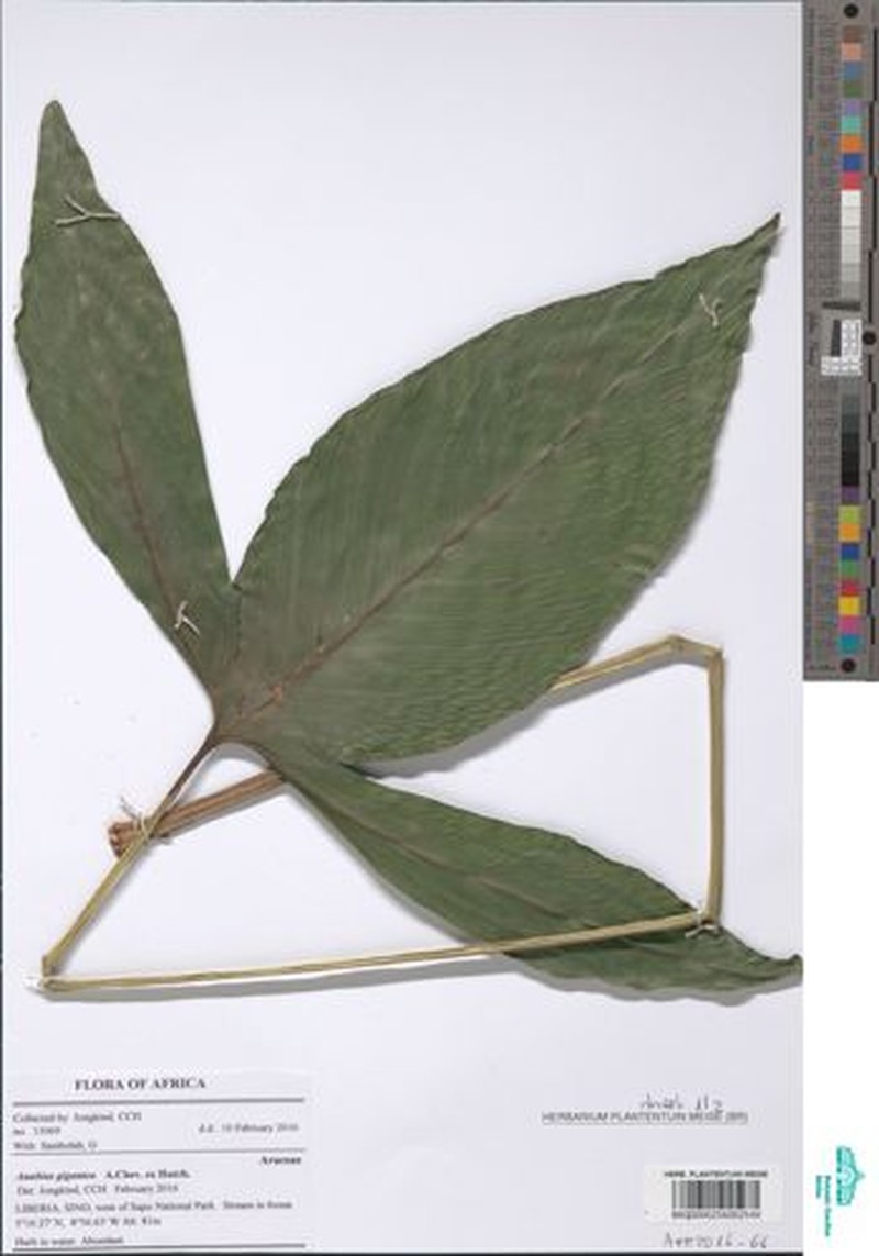 Anubias gigantea photo 2