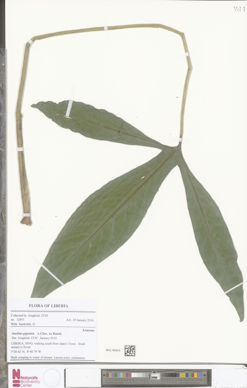 Anubias gigantea photo 5