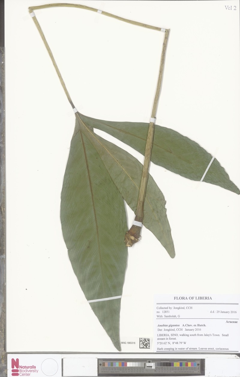 Anubias gigantea photo 6
