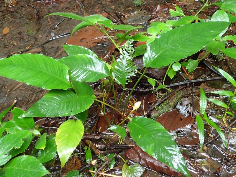 Anubias gilletii photo 2