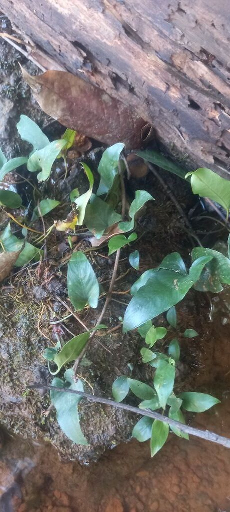 Anubias gracilis