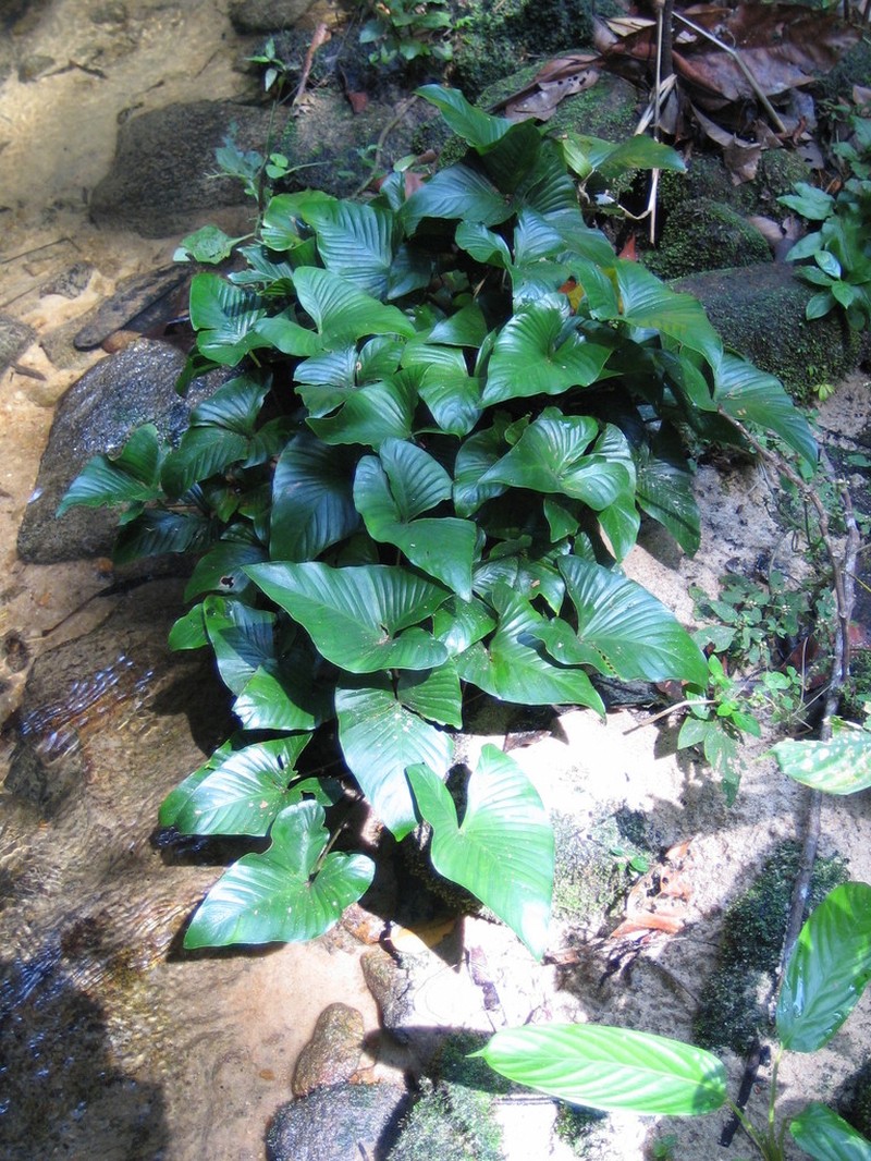 Anubias gracilis photo 2