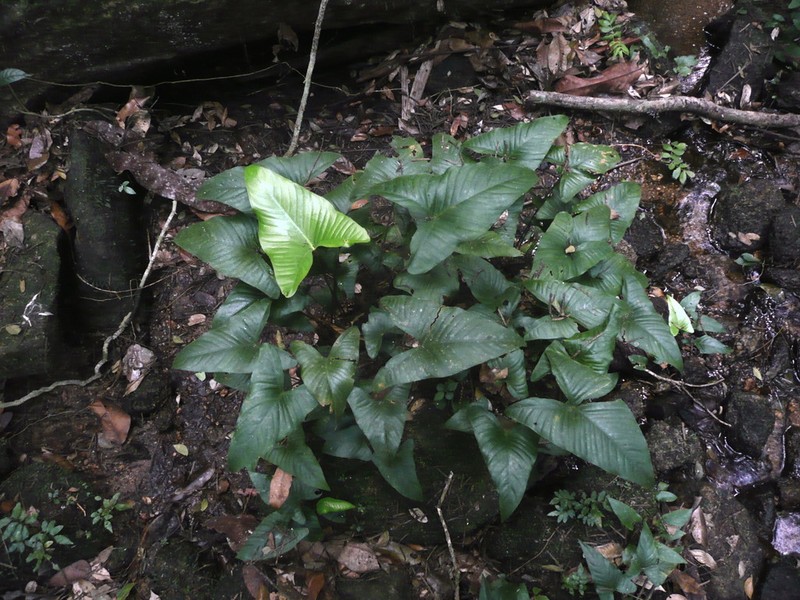 Anubias gracilis photo 4