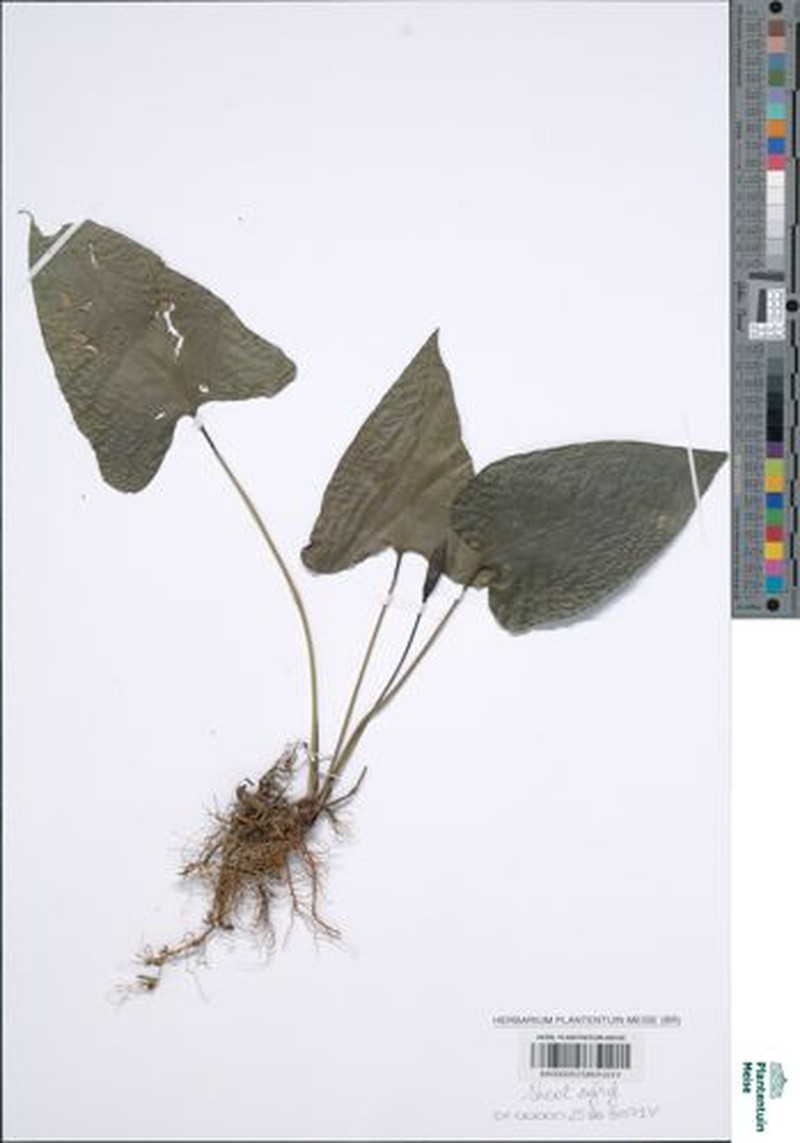 Anubias gracilis photo 8