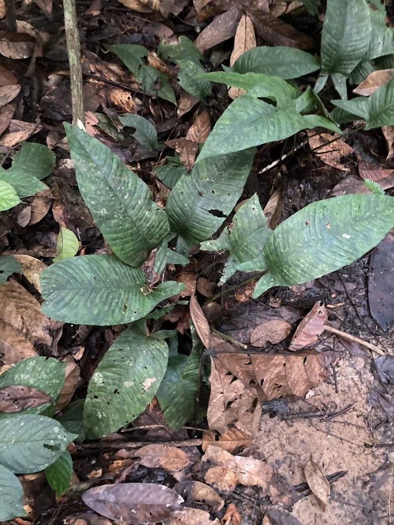Anubias hastifolia