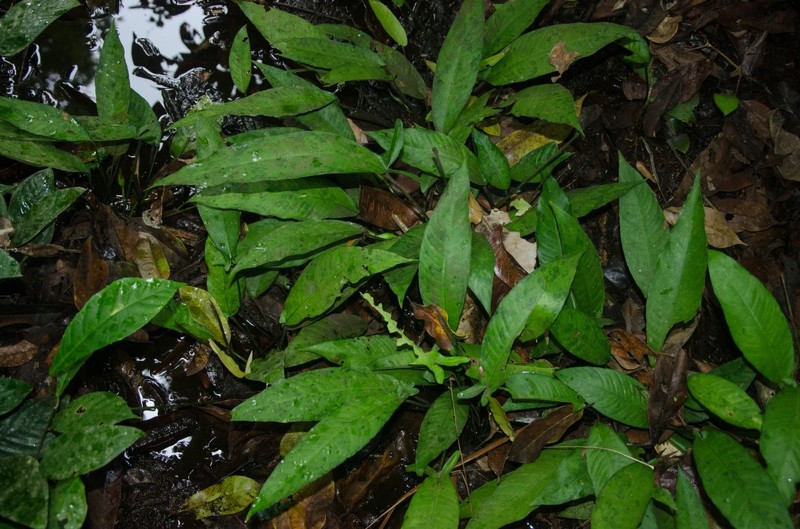 Anubias hastifolia photo 2