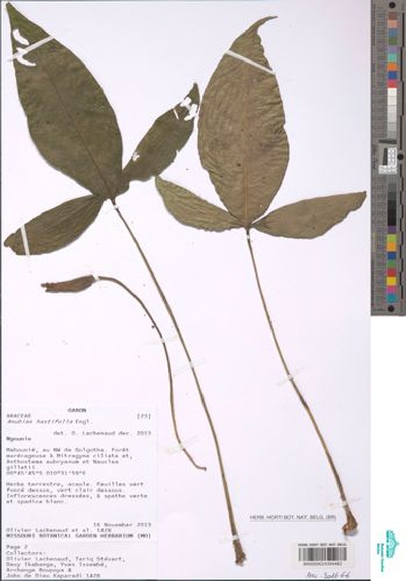 Anubias hastifolia