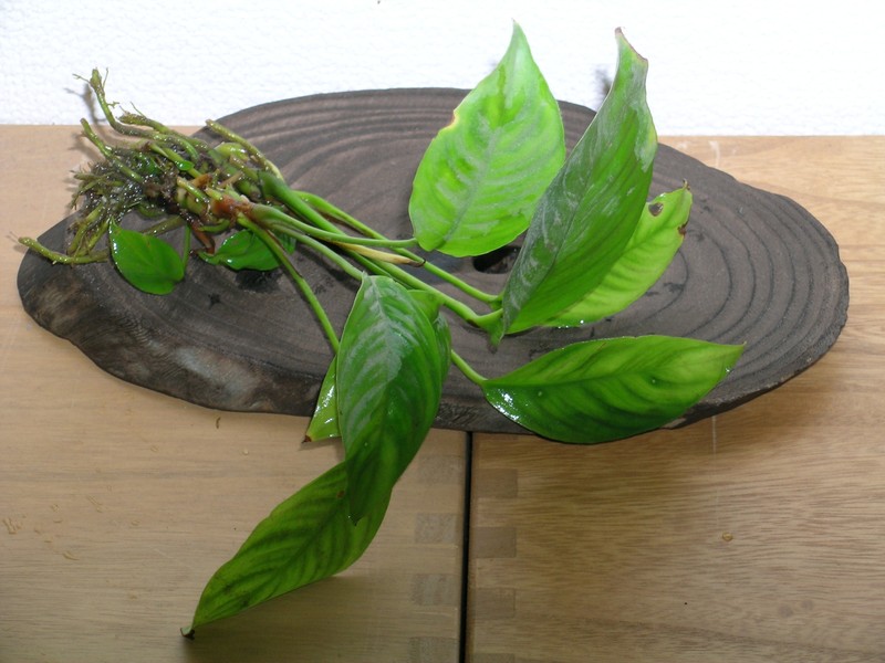 Anubias heterophylla
