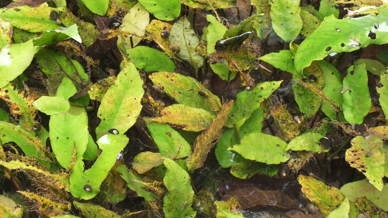 Anubias heterophylla photo 3