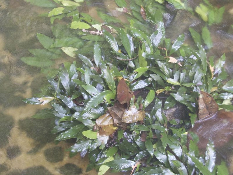 Anubias heterophylla photo 4