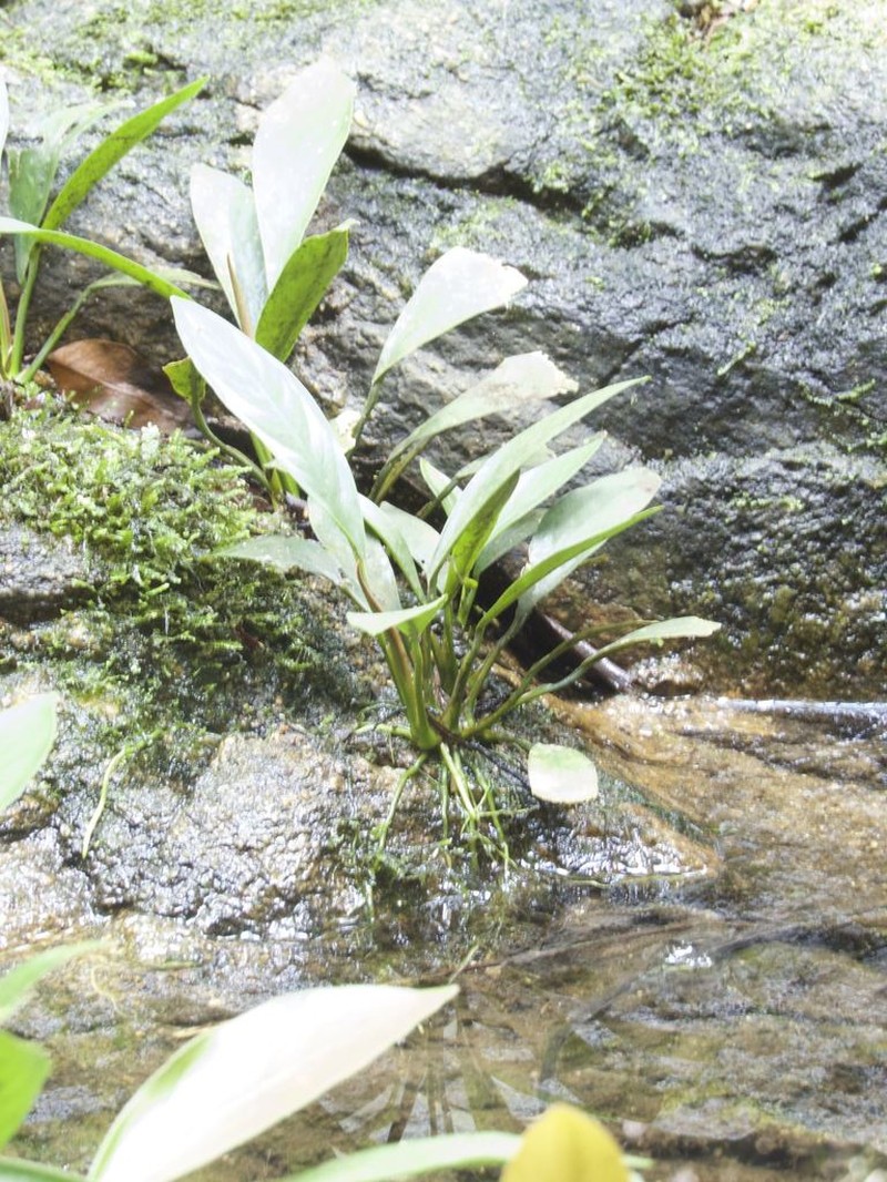 Anubias heterophylla photo 5