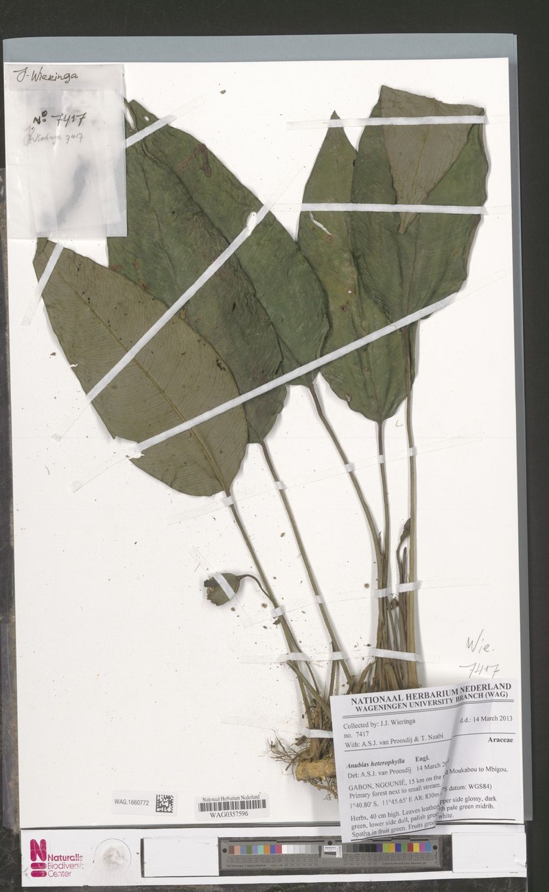Anubias heterophylla photo 3