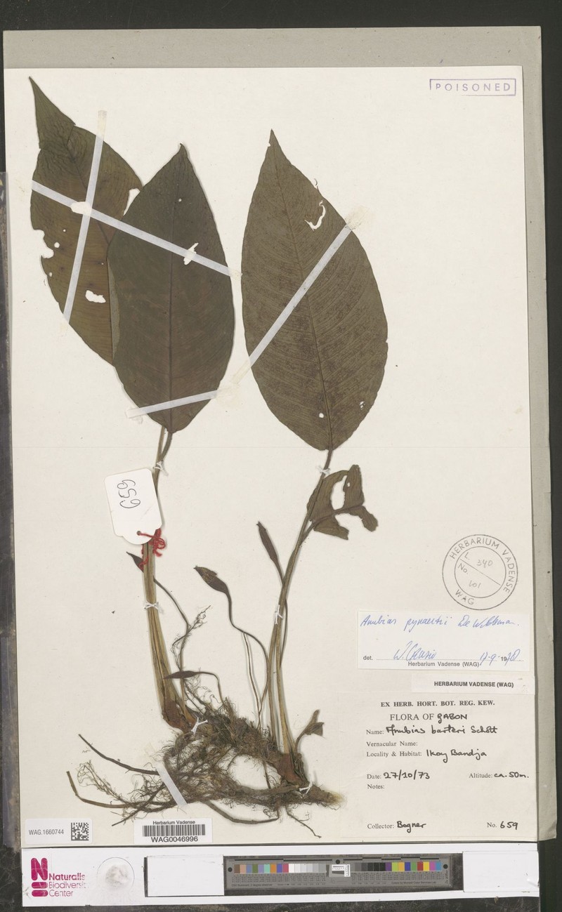 Anubias pynaertii photo 3
