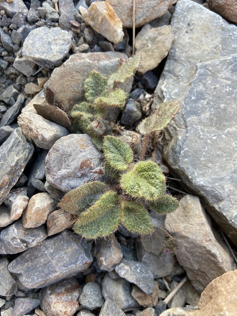 Valley Ringstem photo 2