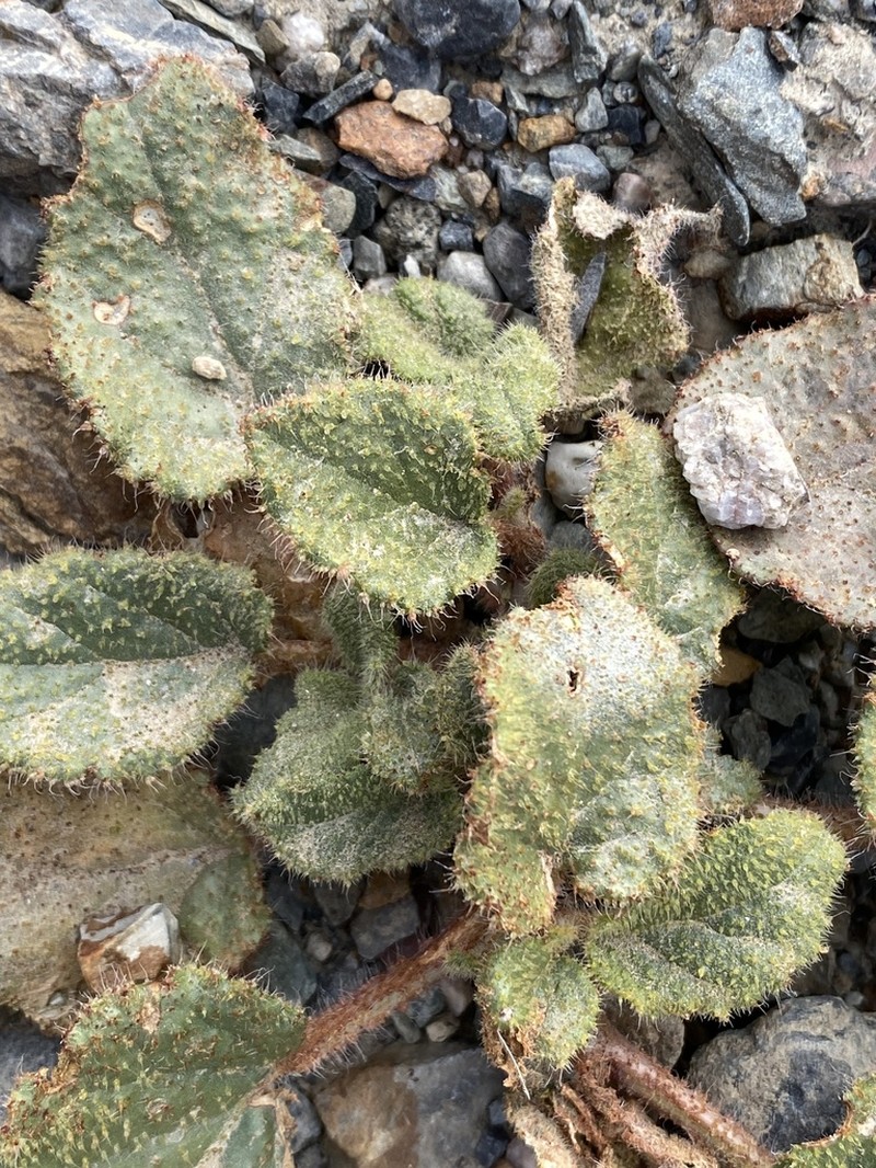 Valley Ringstem photo 3