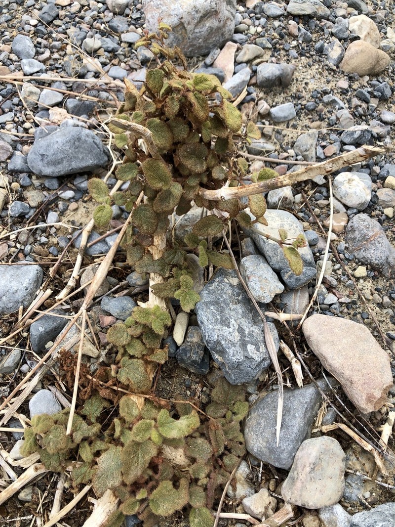 Valley Ringstem photo 4