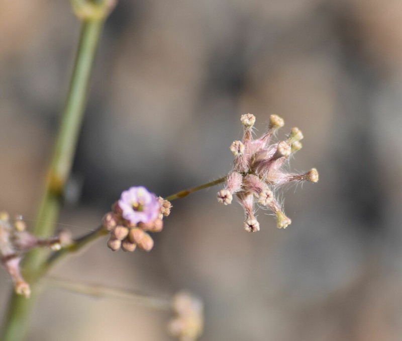 Valley Ringstem photo 5