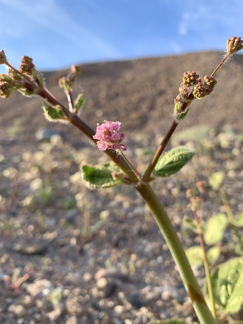Valley Ringstem photo 6
