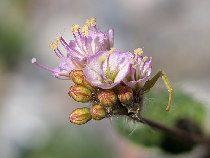 Valley Ringstem photo 7