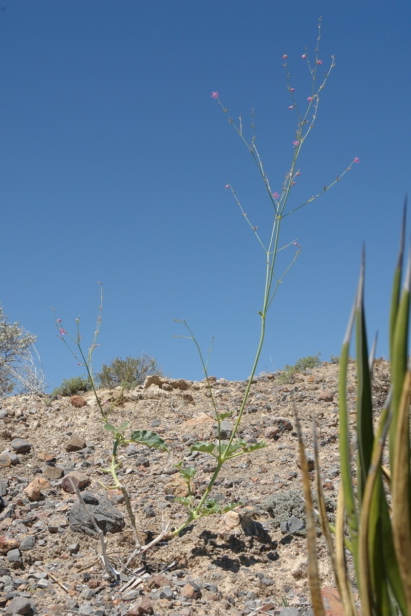 Big Bend Ringstem