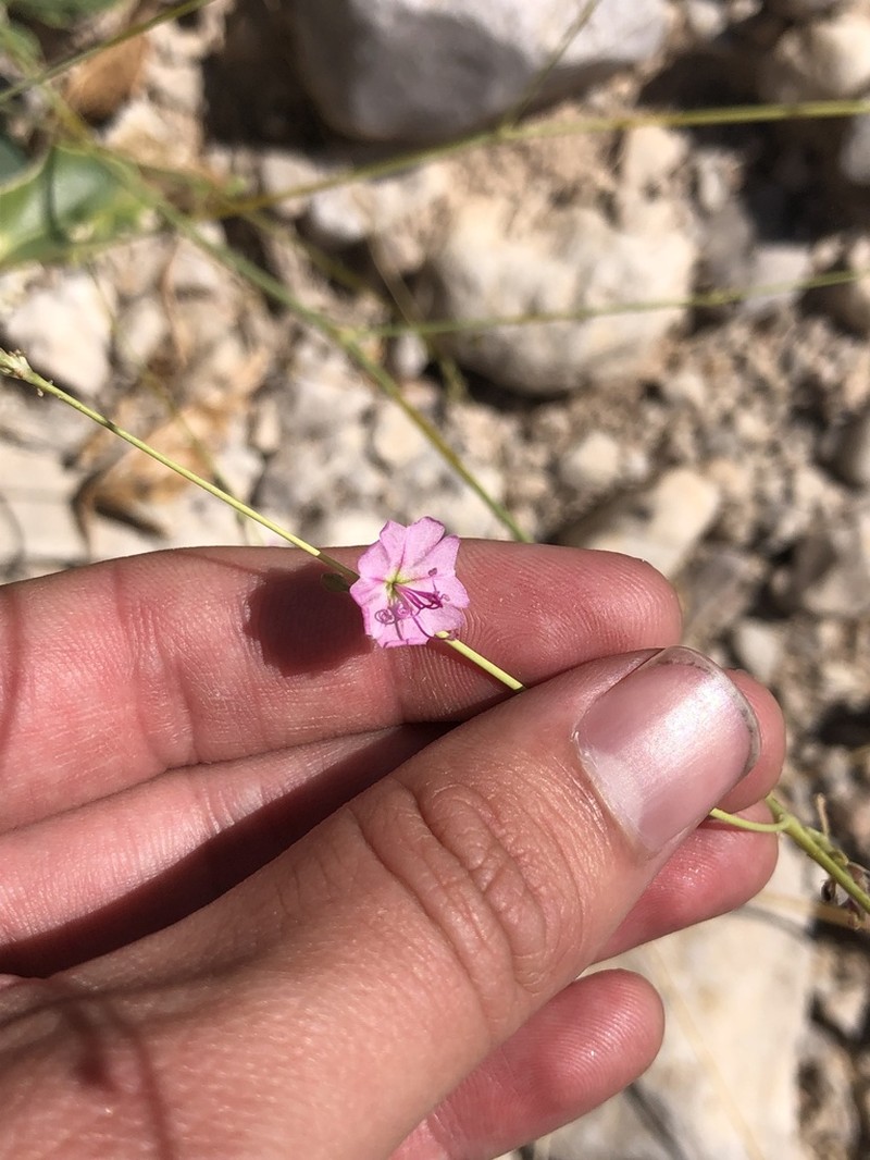 Big Bend Ringstem photo 2