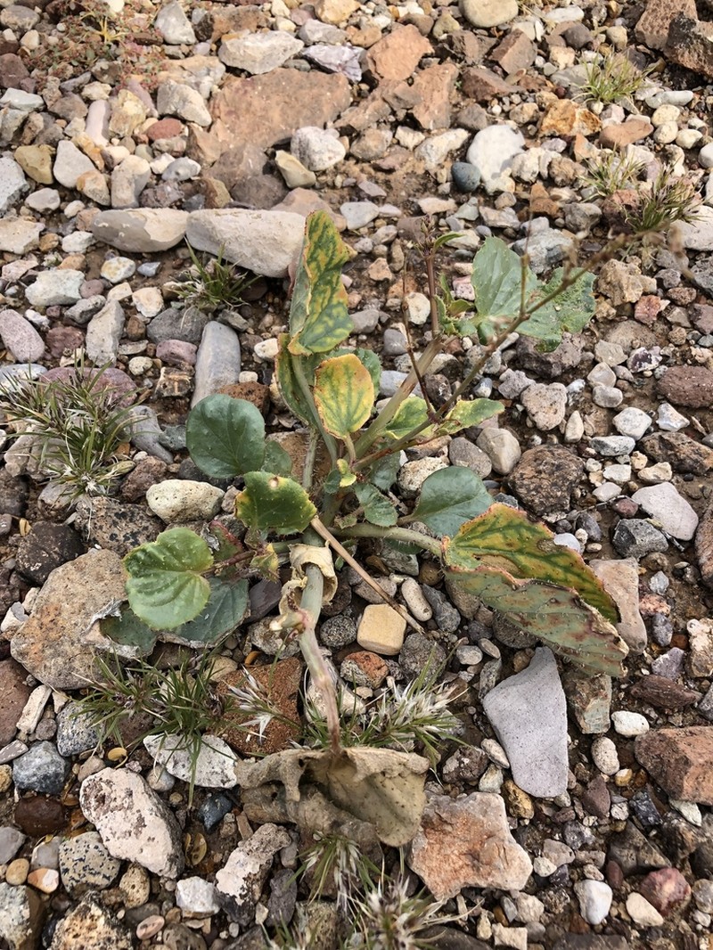 Big Bend Ringstem photo 3