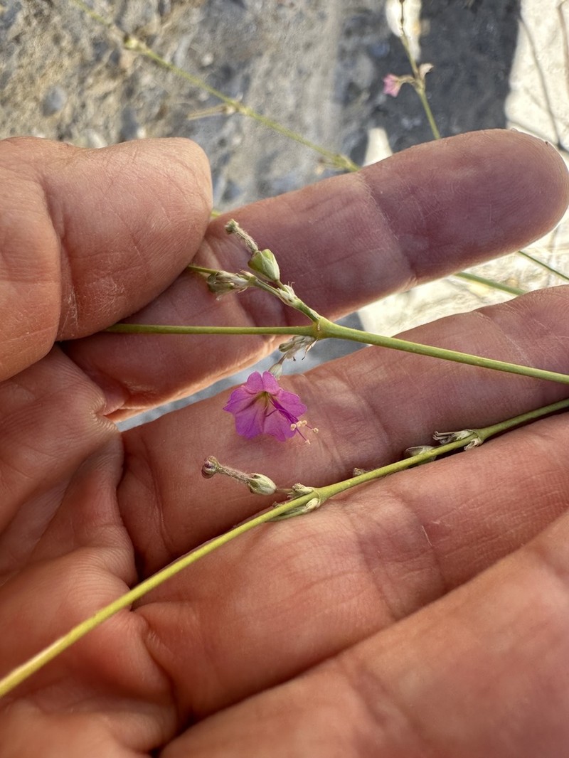 Big Bend Ringstem photo 4