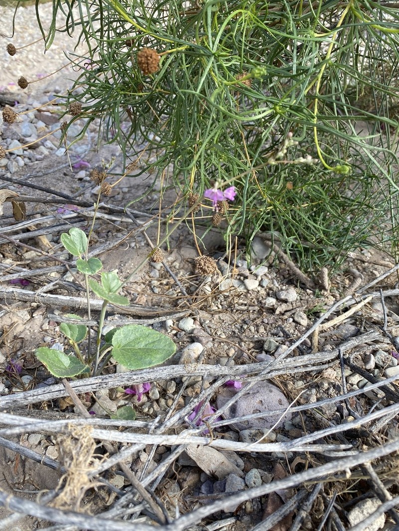 Big Bend Ringstem photo 5