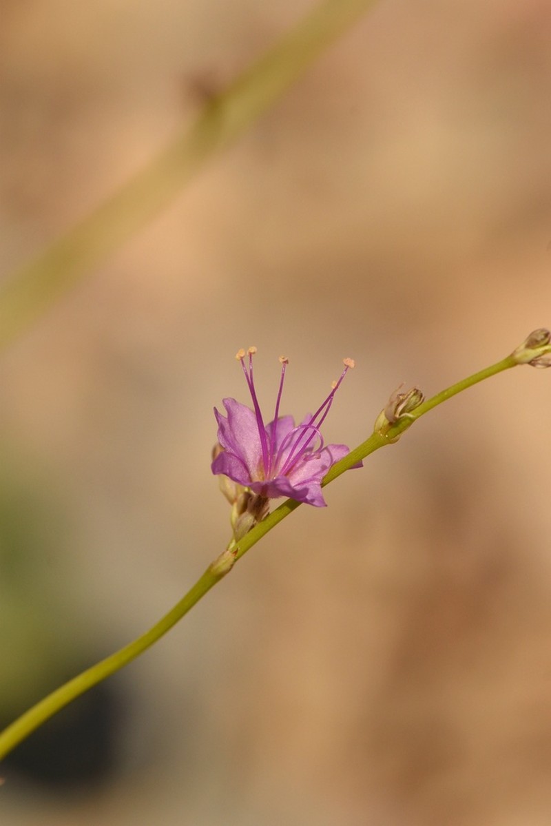 Big Bend Ringstem photo 7