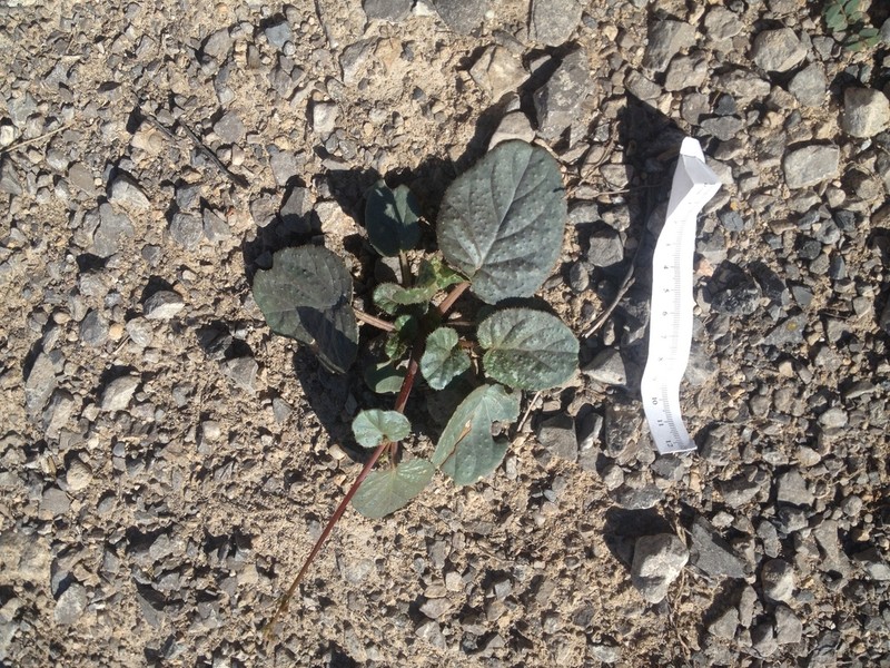 Big Bend Ringstem photo 8