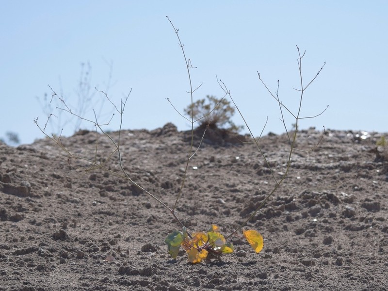 southwestern ringstem photo 3
