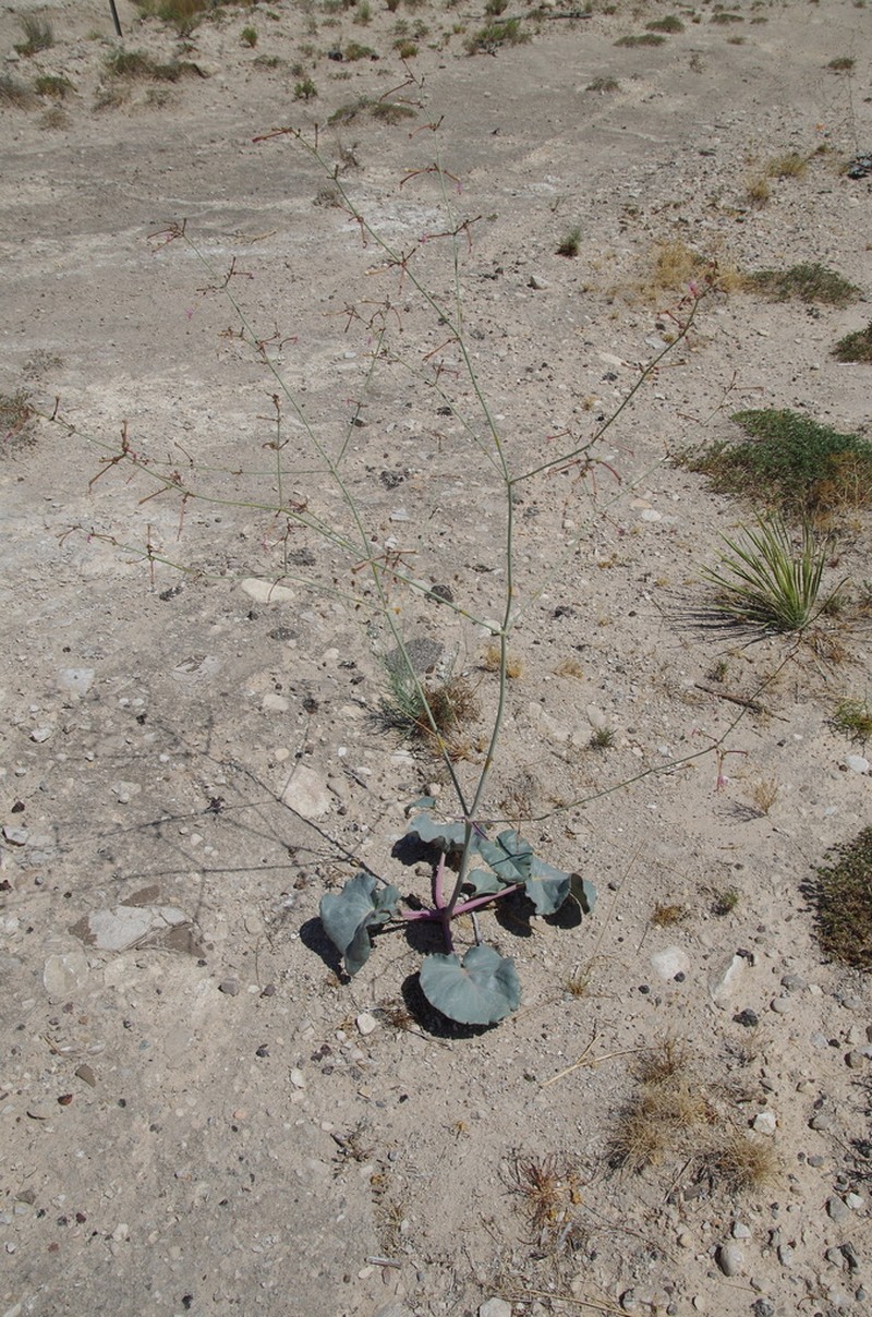 southwestern ringstem photo 4