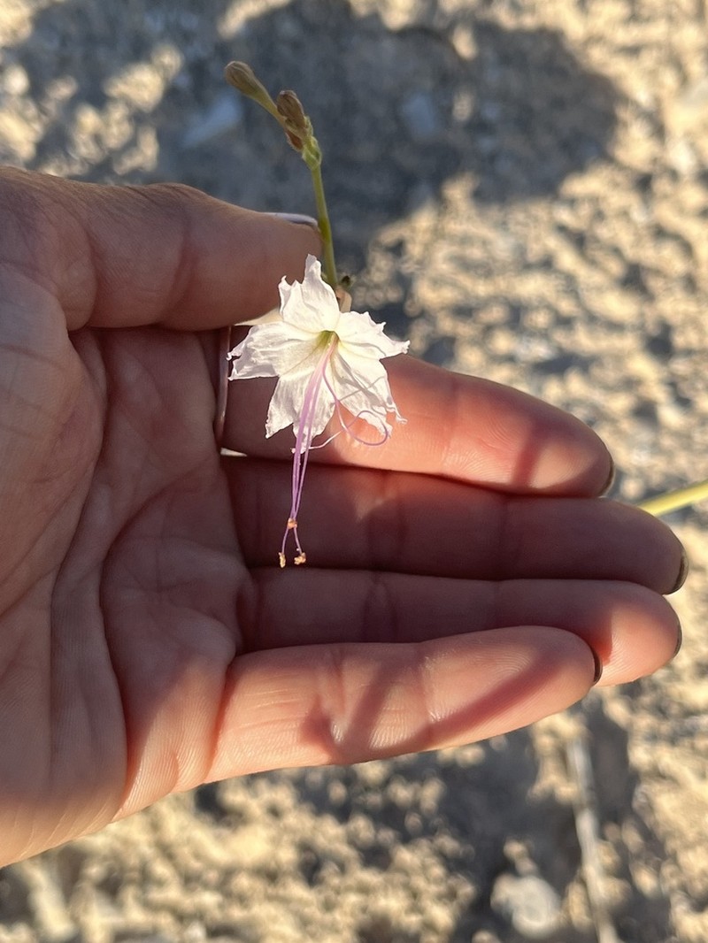 southwestern ringstem photo 5