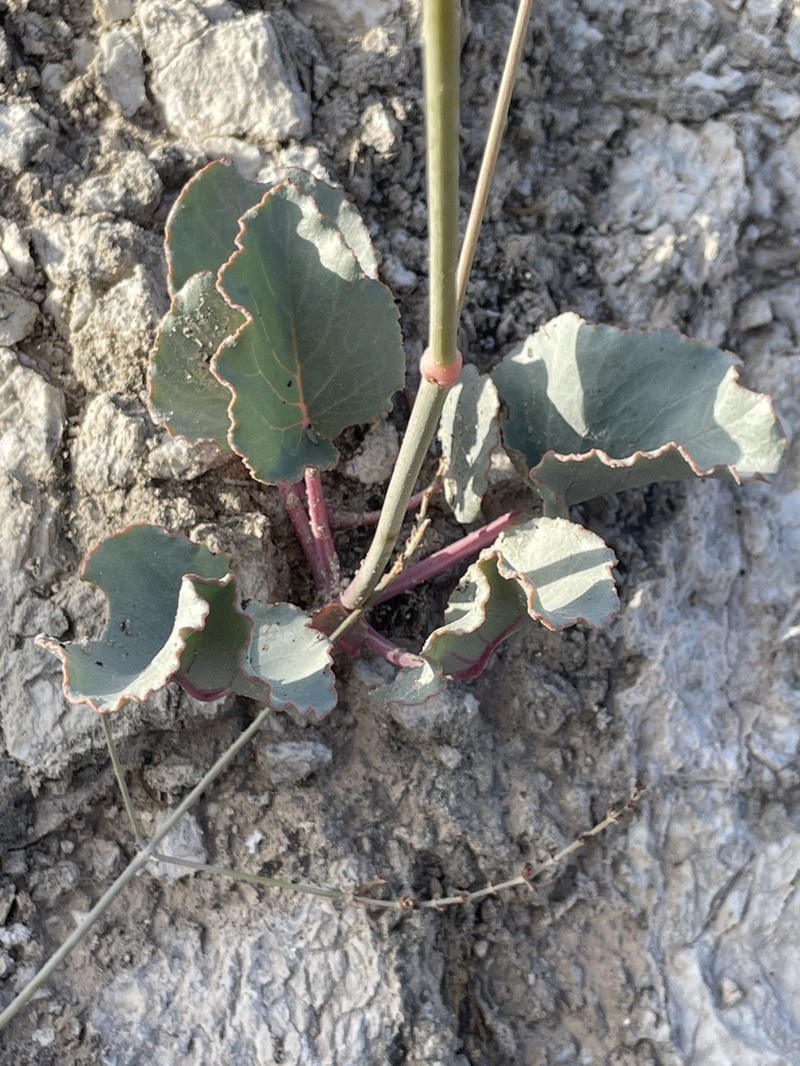 southwestern ringstem photo 8