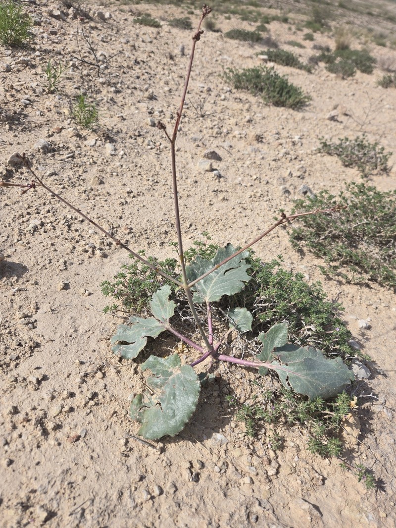Anulocaulis leiosolenus var. gypsogenus
