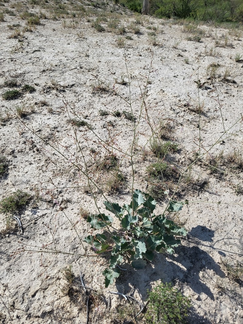 Anulocaulis leiosolenus var. gypsogenus photo 2