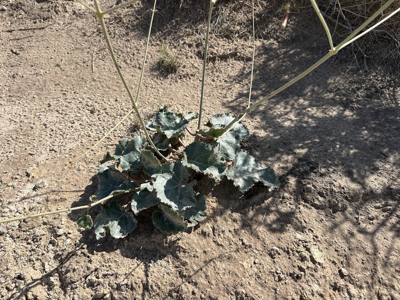 Anulocaulis leiosolenus var. gypsogenus photo 3
