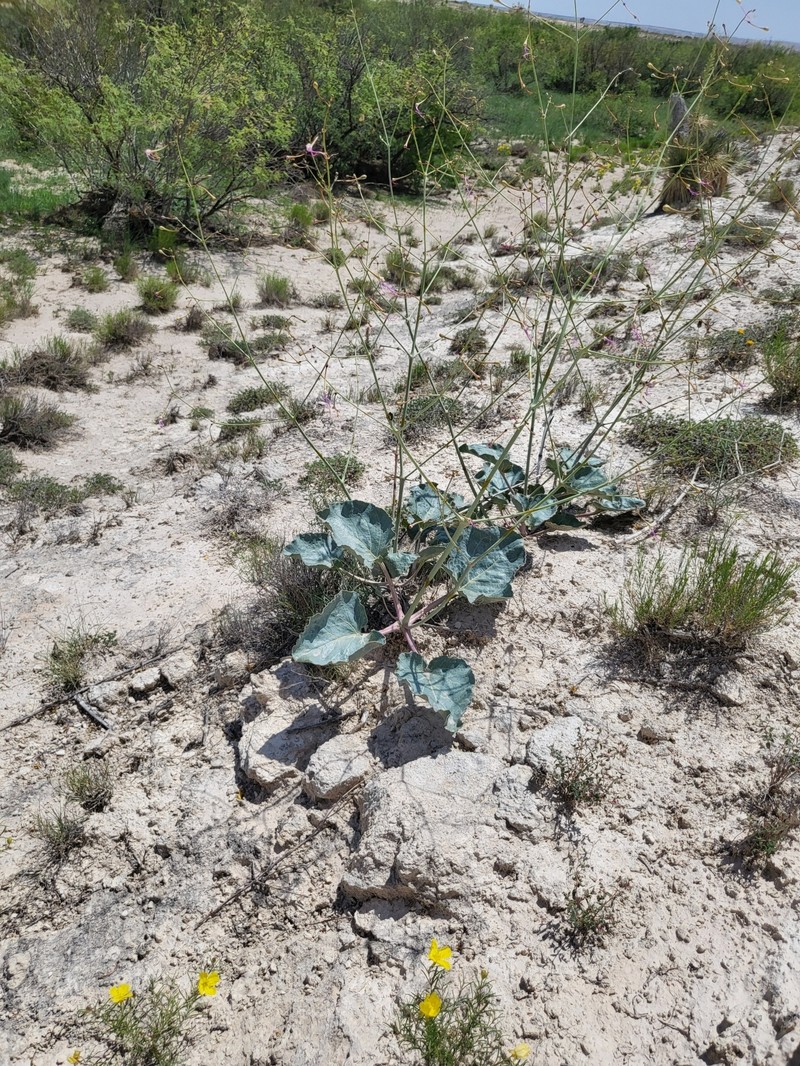 Anulocaulis leiosolenus var. gypsogenus photo 4