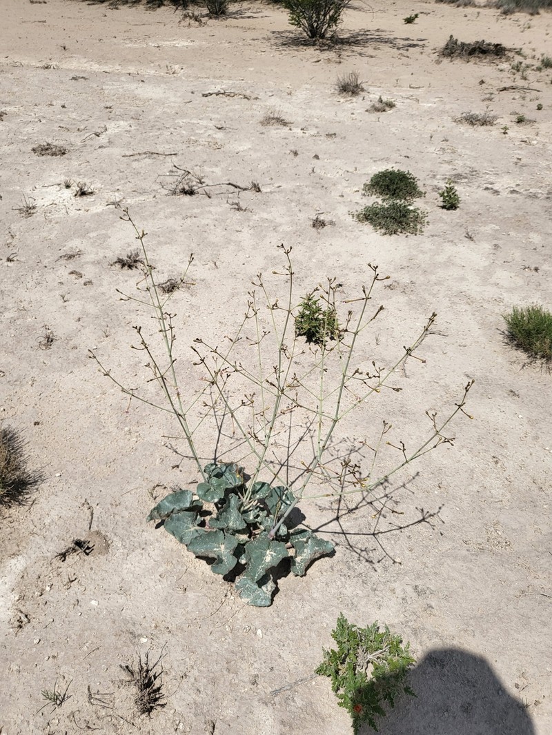 Anulocaulis leiosolenus var. gypsogenus photo 5