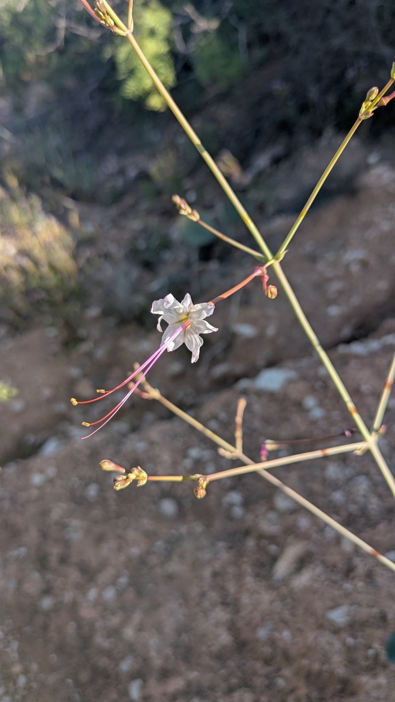 Anulocaulis leiosolenus var. gypsogenus photo 6