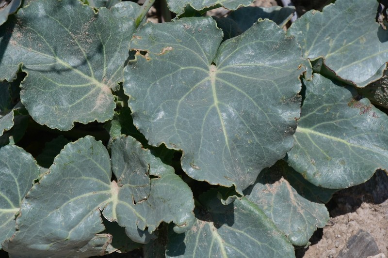 Anulocaulis leiosolenus var. gypsogenus photo 7