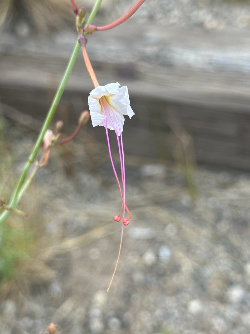 Anulocaulis leiosolenus var. gypsogenus photo 8