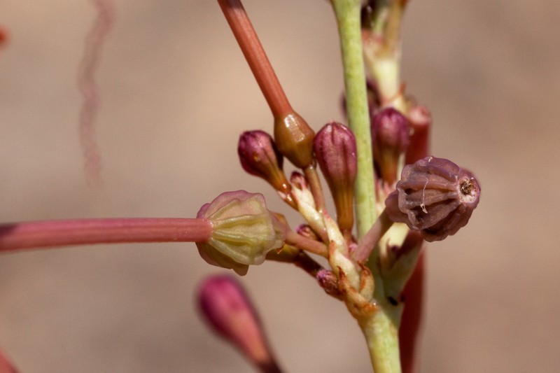 Anulocaulis leiosolenus var. howardii