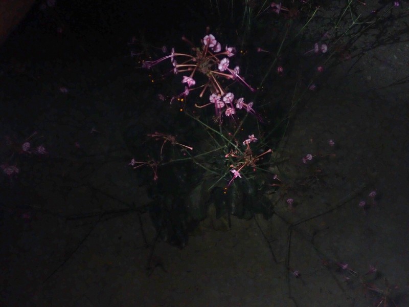 Anulocaulis leiosolenus var. lasianthus photo 4