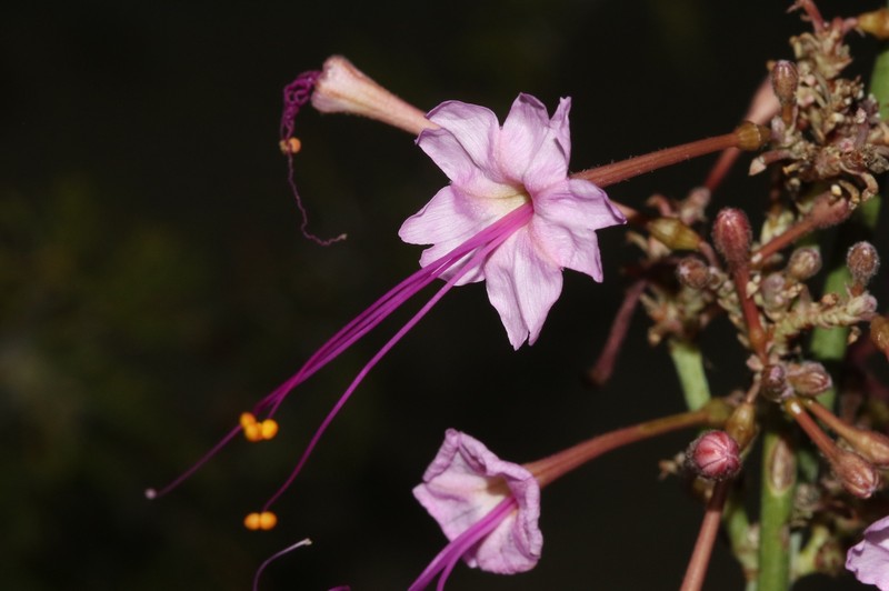 Anulocaulis leiosolenus var. lasianthus photo 5