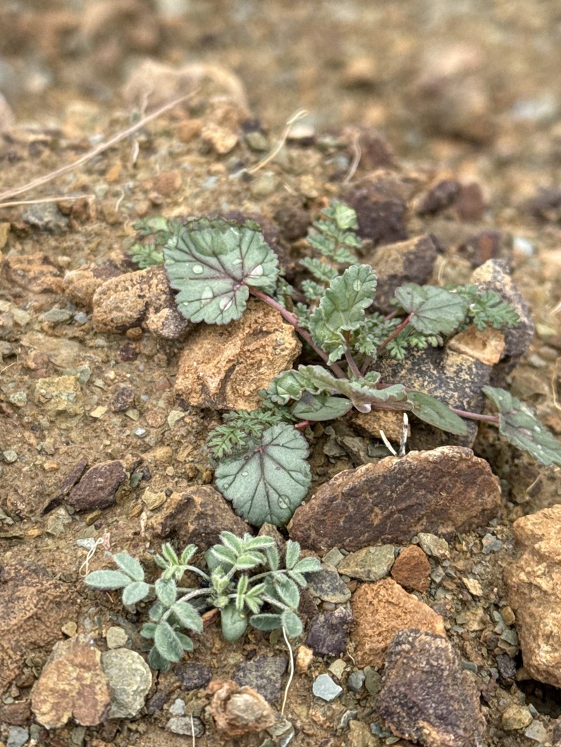 Anulocaulis leiosolenus var. leiosolenus