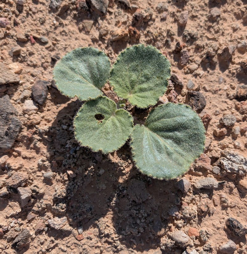Anulocaulis leiosolenus var. leiosolenus photo 2