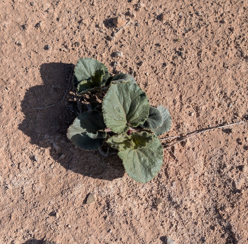 Anulocaulis leiosolenus var. leiosolenus photo 3
