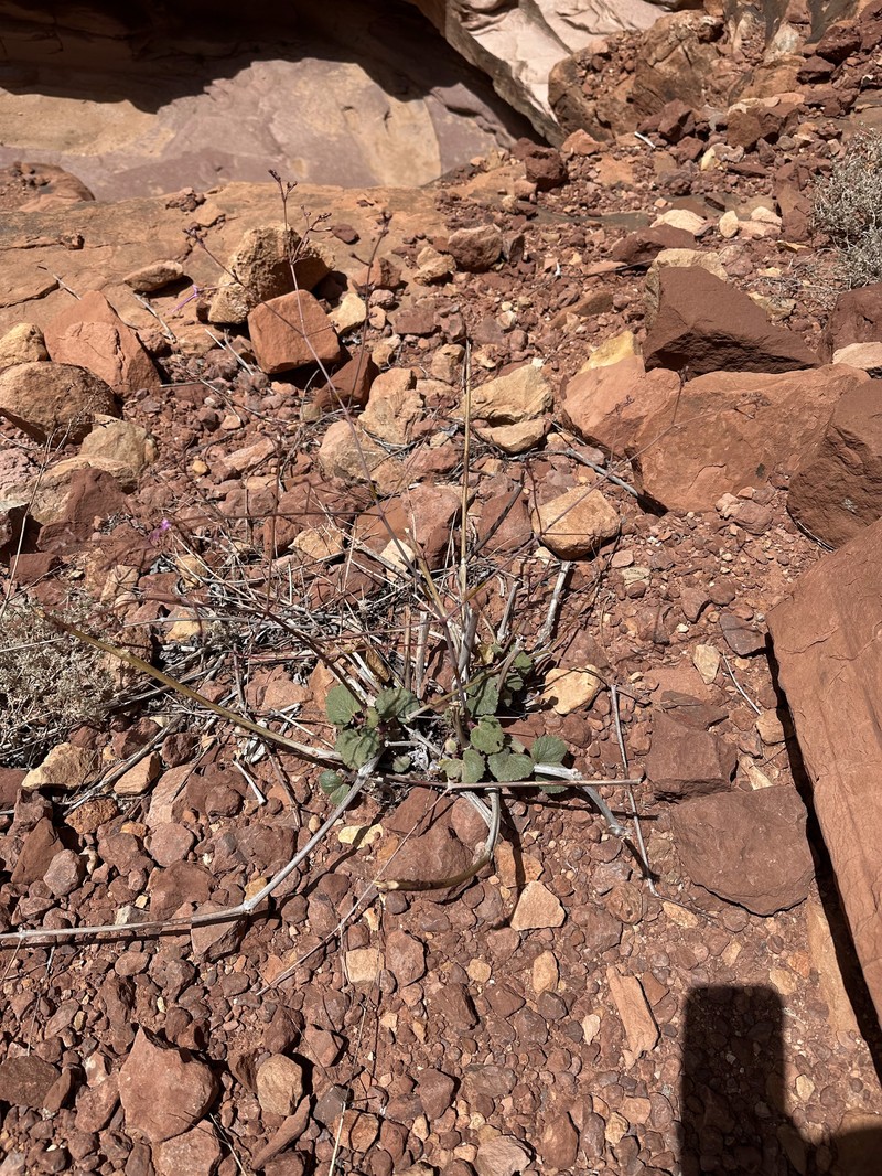 Anulocaulis leiosolenus var. leiosolenus photo 4