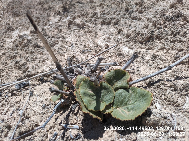 Anulocaulis leiosolenus var. leiosolenus photo 5